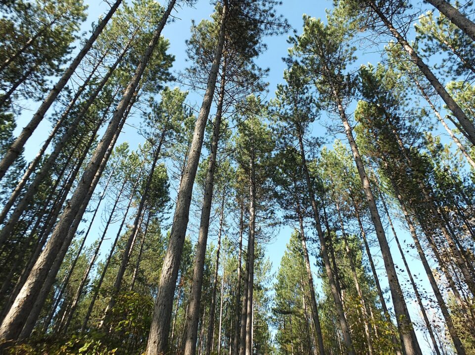 Борова гора